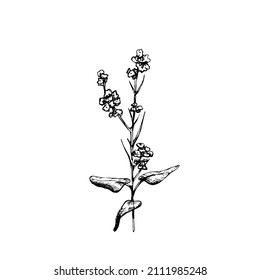 Branch mustard plant with leaf and flower. Vintage vector hatching black hand drawn illustration isolated on white background