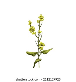 Branch mustard plant with leaf and flower. Vintage vector hatching color hand drawn illustration isolated on white background