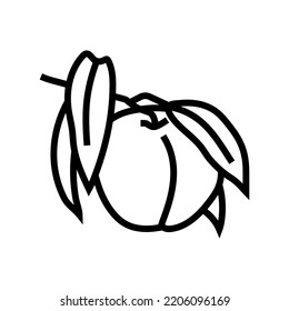 branch nectarine fresh line icon vector. branch nectarine fresh sign. isolated contour symbol black illustration