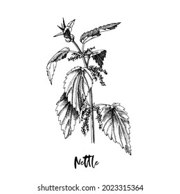 Branch of Nettle. Medicinal herb