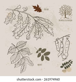 Branch of oak. Leaf of walnut. Acacia pod.
Hand drawn sketch. 
Vector botanical illustration.