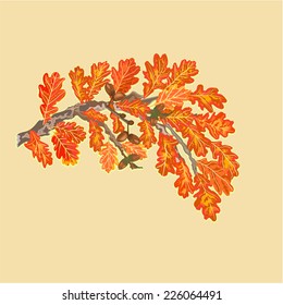 Branch of oak with leaves and acorns autumn theme vector 