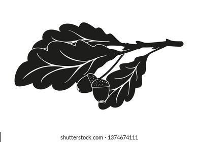 Branch of oak with leaves and acorns isolated on white background.