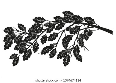 Branch of oak with leaves and acorns isolated on white background.