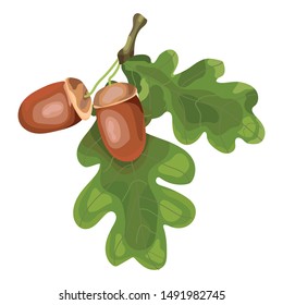 Branch with oak leaves and acorns. Vector illustration.