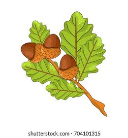A branch of oak with leaves and acorns.Vector illustration.