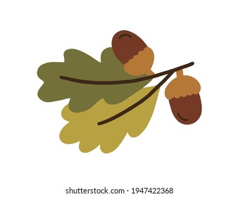 Branch of oak tree with leaves and acorns in shells. Oaknuts, nuts in caps. Colored flat vector illustration isolated on white background