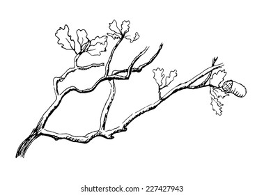 la rama de roble, ilustración vectorial