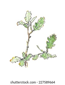 the branch of  oak tree, vector illustration