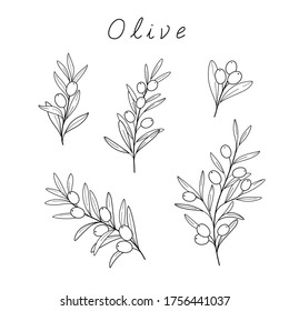 Branch of olive. Contour vector illustration.