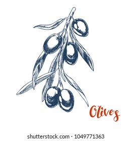 Branch with olive fruits. hand drawn vector illustration
