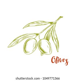Branch with olive fruits. hand drawn vector illustration