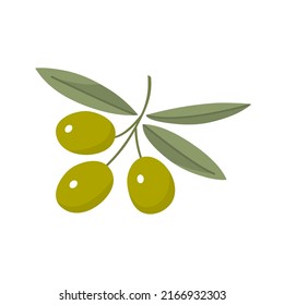 Branch of olive with green leaves. Delicious fruit for seasoning and dishes. Natural vegetable oil. Healthy food. Italy plant. Vector flat illustration isolated on white background