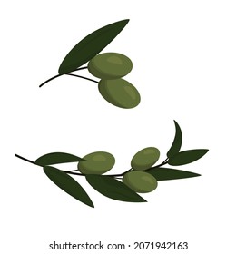 branch of olive with leaves and fetus