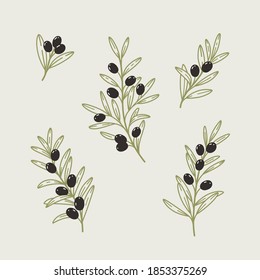 Branch of olive. Simple contour vector illustration.