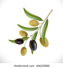 Branch of the olive tree with berries. Isolated on white background. Stock Vector Illustration