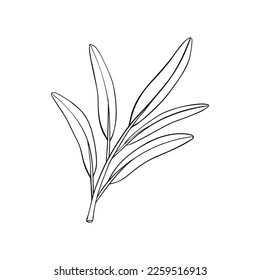 Branch olive tree. Black and white outline silhouette. Vector illustration.