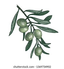 Branch of the olive tree. Color Vector illustration isolated on white background. Vintage engraving style.