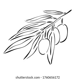 Rama de olivo. Ilustración vectorial dibujada a mano en estilo de arte de línea, aislada en un fondo blanco.