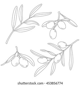 The branch of the olive tree with olives.
