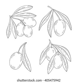 Branch of olive tree with olives on a white background.