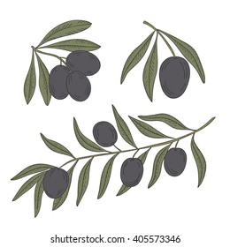 Branch of olive tree with olives on a white background.