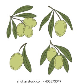 Branch of olive tree with olives on a white background.
