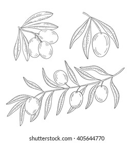 Branch of olive tree with olives on a white background.