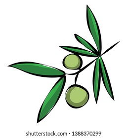 Branch of an olive tree with two green olives  and leaves that are oblong  and green  vector  color drawing or illustration