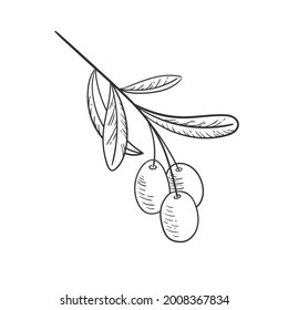 Branch olive vector illustration, black sketch in hand drawn style. Isolated olive leaf on white background. Vintage design organic food for print. Outline mediterranean plant
