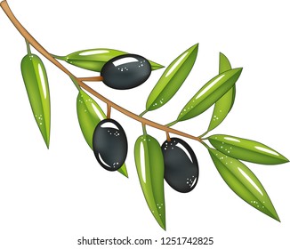 Branch with olives, black olives, green leaves, isolated food, vegetable vector, product for the manufacture of olive oil, designer element