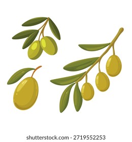 Branch of olives. Flat vector clipart, illustration with isolated background.