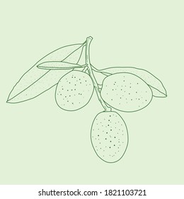 Branch of olives isolated on white background. Vector image of olives in flat simple style.