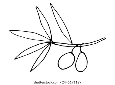 Branch with olives. For label and packaging design. Natural olive oil. Simple vector ink sketch.