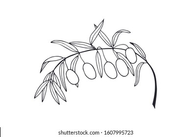 branch with olives and leaves. eps10 vector stock illustration. hand drawing