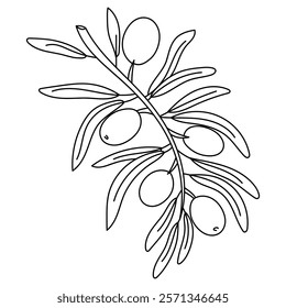 branch with olives and leaves in the outline. Isolated illustration down. An environmentally friendly product with olive oil content. A symbol of a natural product. Contrasting outline for coloring