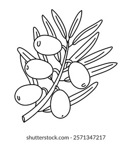 branch with olives and leaves in the outline. Isolated illustration up. An environmentally friendly product with olive oil content. A symbol of a natural product. Contrasting outline for coloring