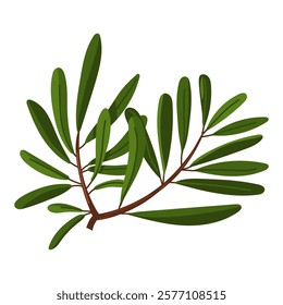 a branch of olives. A long branch with many leaves. Flat color illustration on a white background. A broken double branch, nature. A decorative element for decoration. Holidays for making molds
