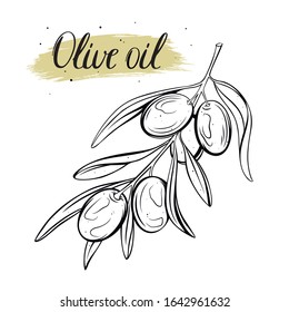 Branch with olives and olive leaves, lettering olive oil. Vector illustration for menu, label, poster, poster and any of your design.