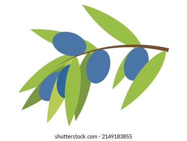 Branch with olives or olives on white background.
