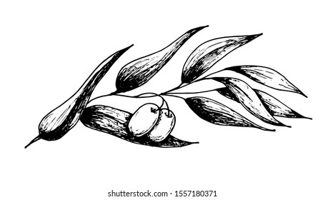 Branch of olives, sketch element. Monochrome drawing by hand on a white background. Suitable for background design, food packaging, cosmetic products, decoupage. Vector illustration.Line art, doodle
