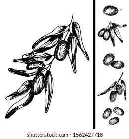 Branch olives with olives, sketch element. Monochrome drawing by hand on a white background. Suitable for background design, food packaging, cosmetic products, decoupage. Vector illustration