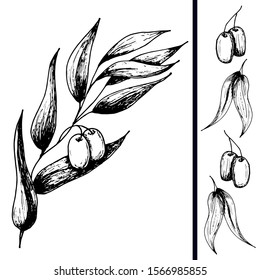 Branch olives with olives, sketch element. Monochrome drawing by hand on a white background. Suitable for background design, food packaging, cosmetic products, decoupage. Vector illustration