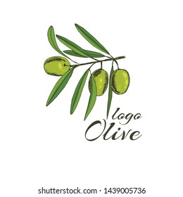 branch olives, sketch, vector illustration hand-drawn logo of olives