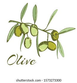 branch olives, sketch, vector illustration hand-drawn logo of olives