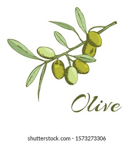 branch olives, sketch, vector illustration hand-drawn logo of olives