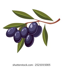 Branch with olives. Vector illustration with black olives.