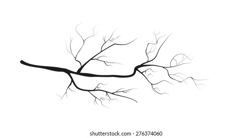 Branch on a white background.