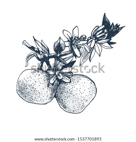  branch of the orange hand drawing, ink,isolated on white background, vector