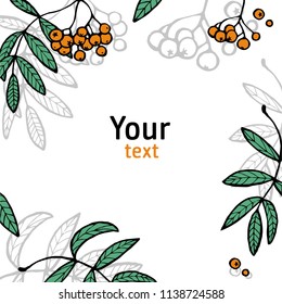 branch of orange mountain ash. elements for decoration. for a wedding invitation